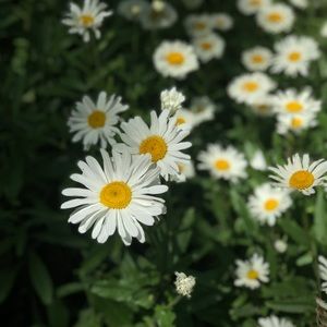 Meet your Posher, Kolleen